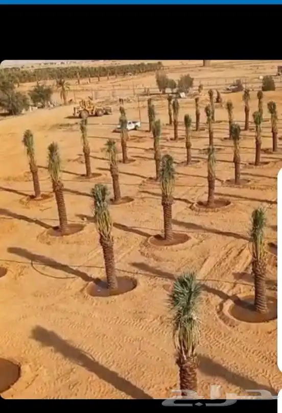 نقوم بجميع اعمال نخيل 5