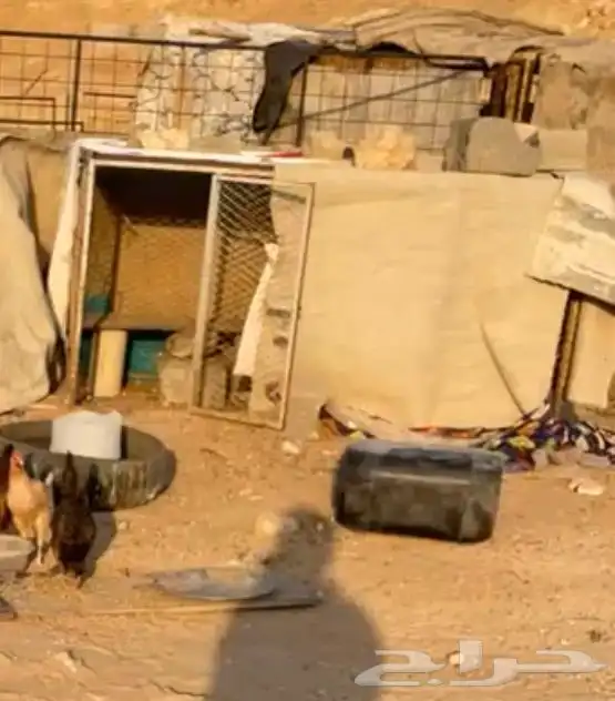 شبك كبير 2 2 يصلح للدجاج وللغنم الصغار الدواغير يعني 0