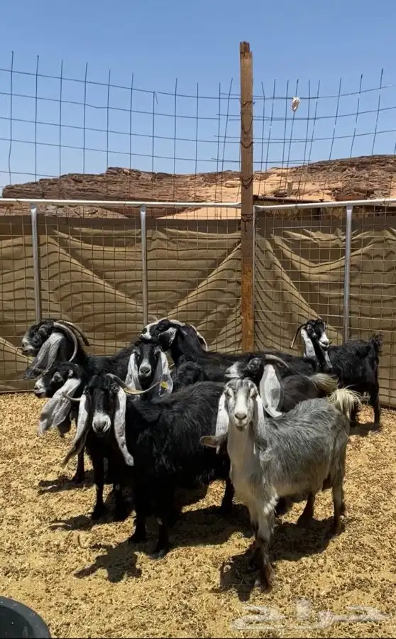 للبيع معزا مقنوي فيهن دفع ومضاريع 0