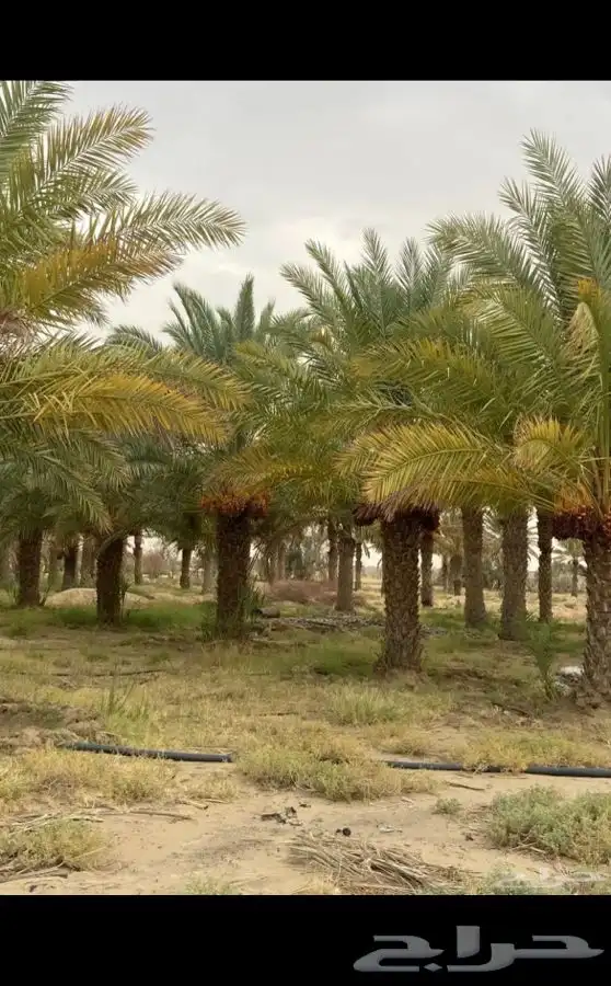 مطلوب مزارع نخيل للاجار 0