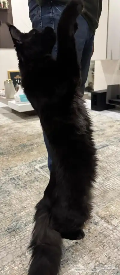 قطط ماين كون العملاقة للبيع باسعار منافسة index