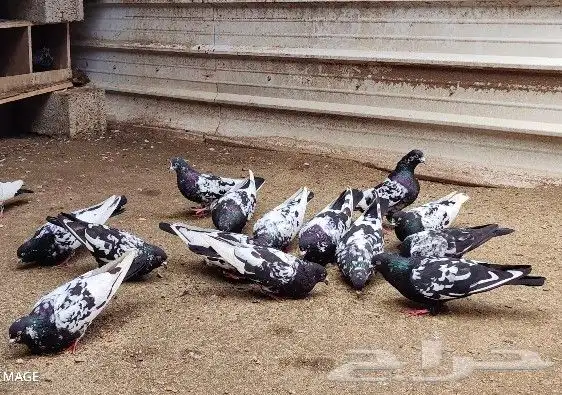 حمام هندي كالوشام طيور مميزة 3