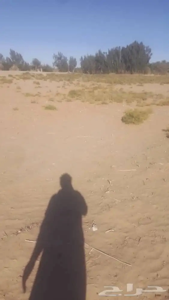 بعير حمر مشروط ضراب وعشار 15