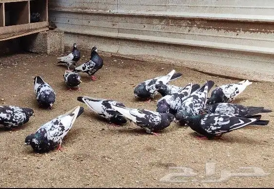 حمام هندي كالوشام طيور مميزة 2