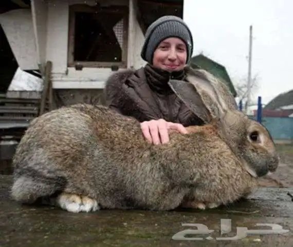 ارانب شانشيلا العملاق 0