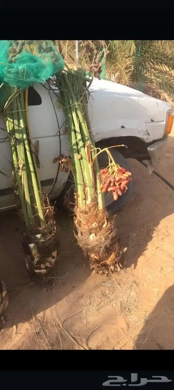 نخل للبيع القصيم 2