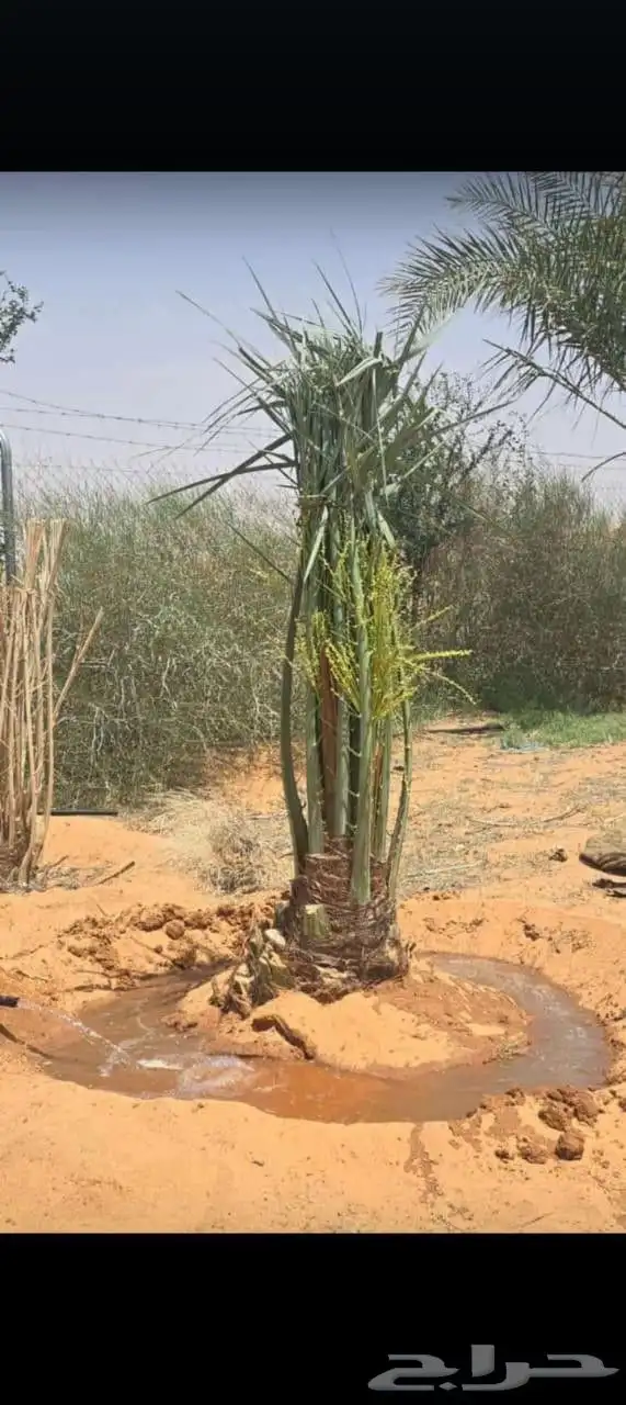 قلع وغرس وتوريد جميع انواع انخيل 4