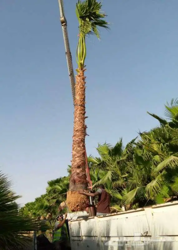 نخل وشنطني زينه 5