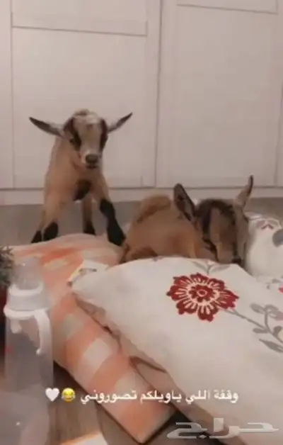 ماعز قزم index