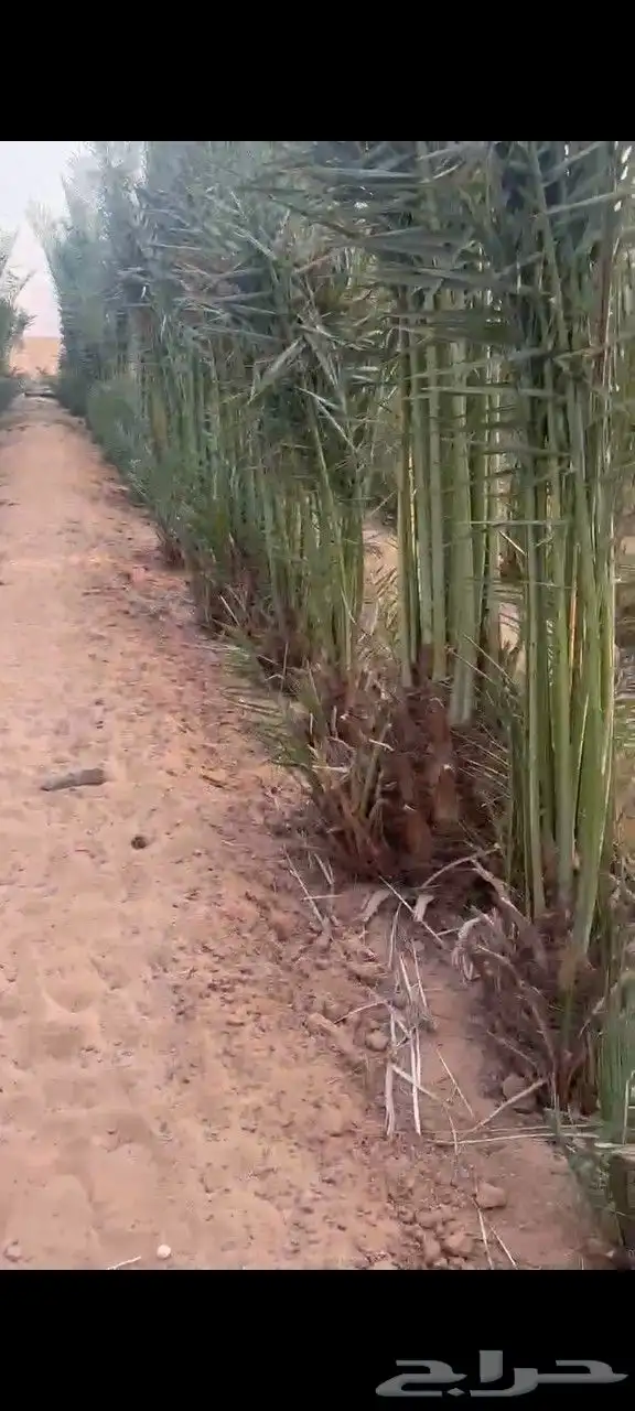 جثايث سكري وصقعي ومجدول وبرحي طيبه وعلى الشرط العدد كبير 0