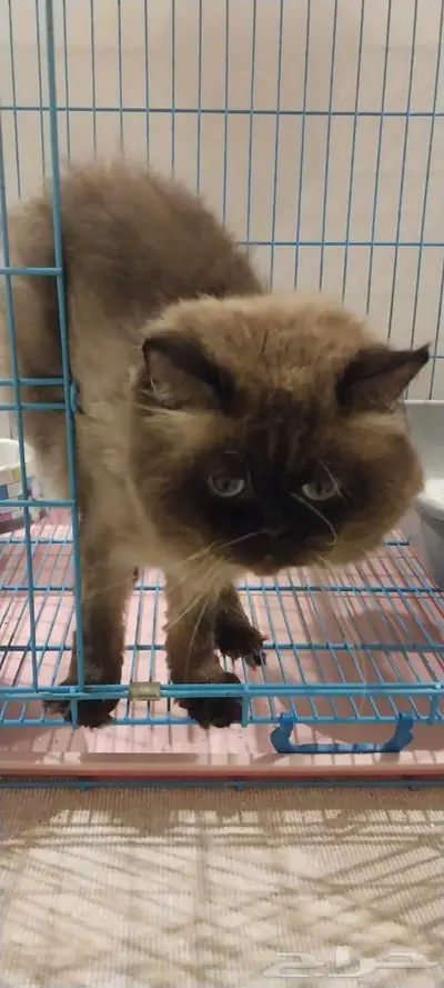 قط   بسه للتبني index