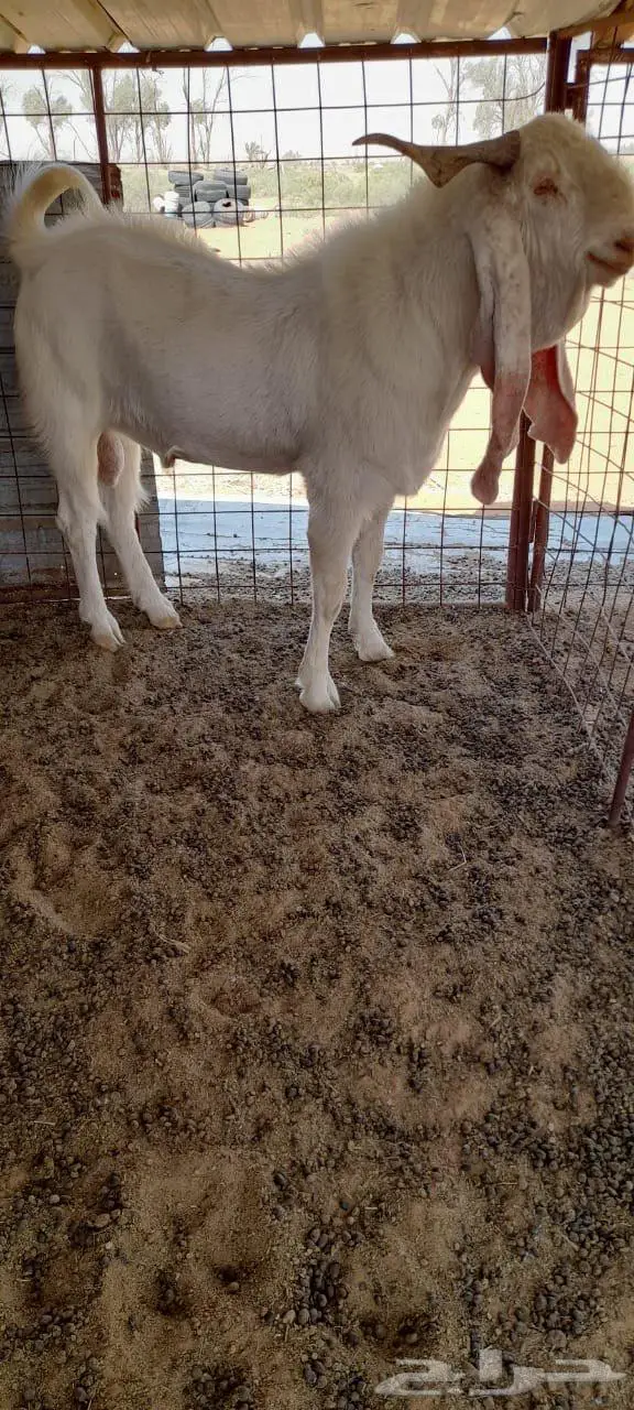 معزا هولنديات مضاريع 0