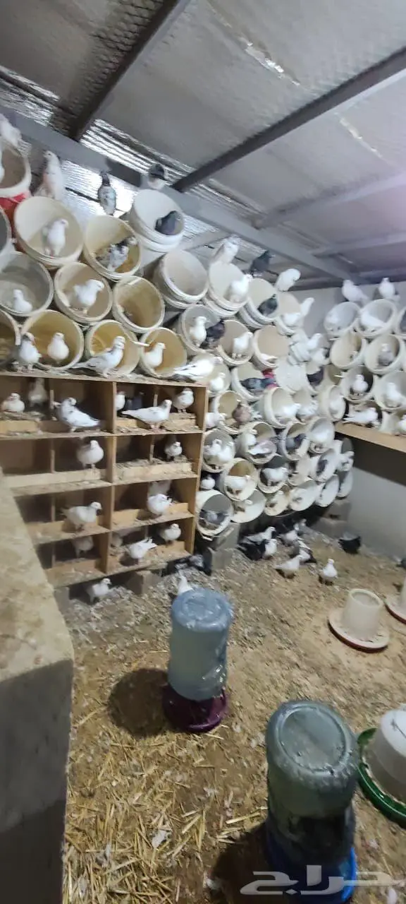 للبيع جوز حمام 0