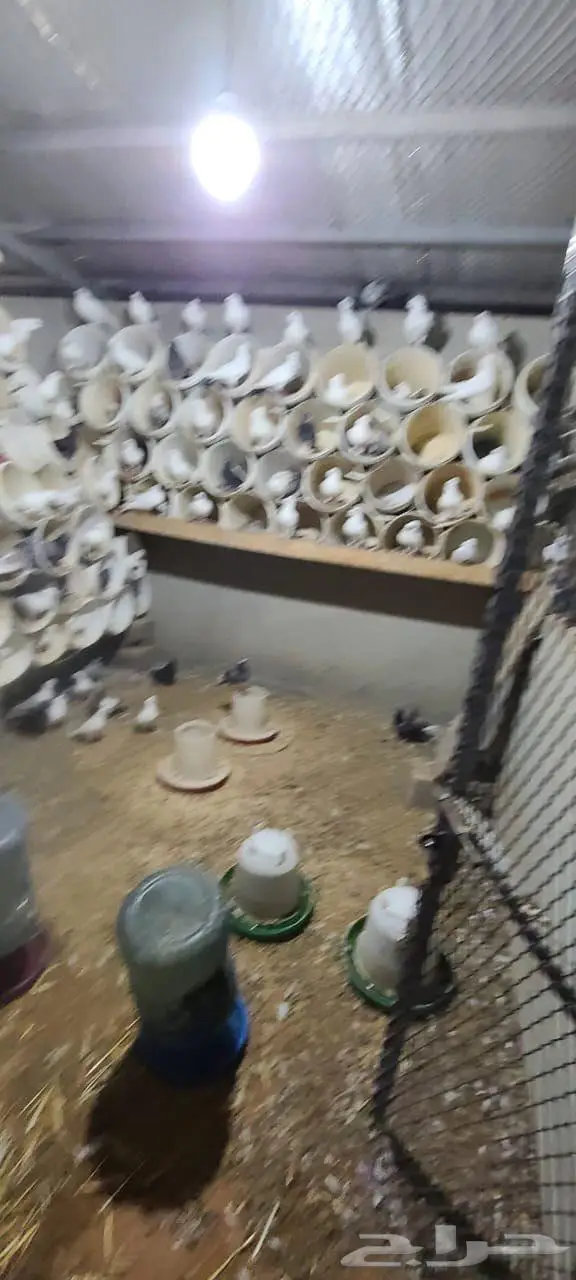 للبيع جوز حمام 2