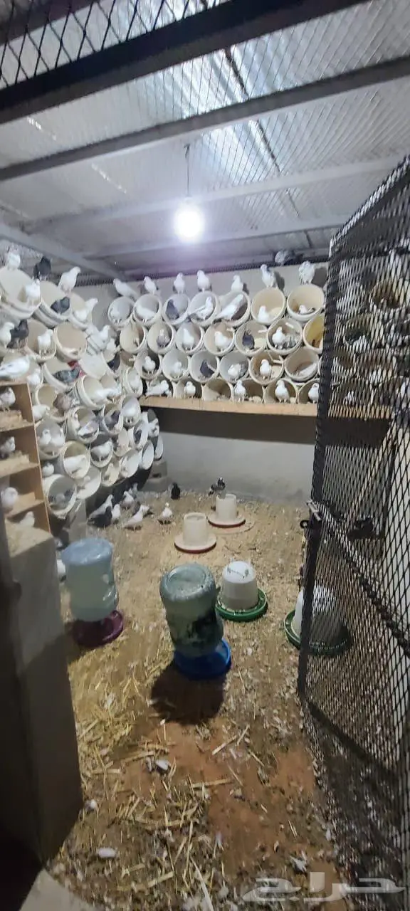 للبيع جوز حمام 3