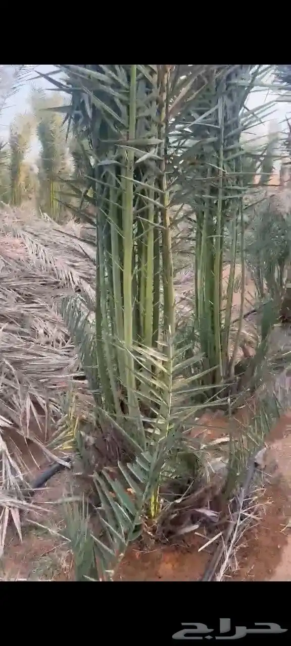 جثايث سكري وصقعي ومجدول وبرحي طيبه وعلى الشرط العدد كبير 1