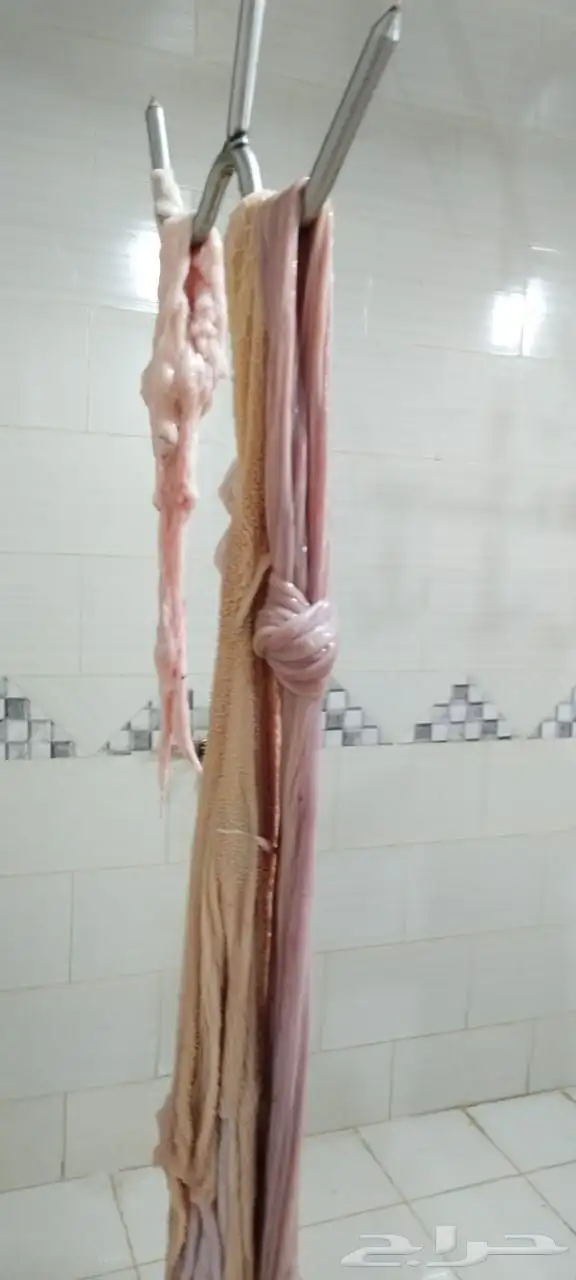 ذبائح النشاما 8