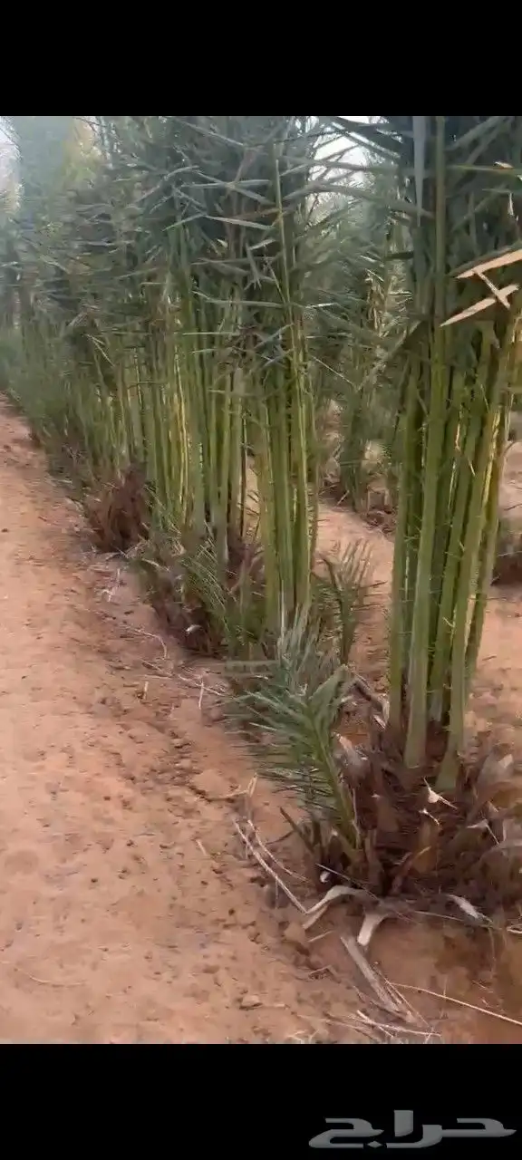 جثايث سكري وصقعي ومجدول وبرحي طيبه وعلى الشرط العدد كبير 2