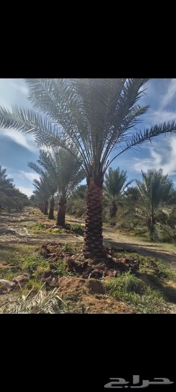 جثايث سكري وصقعي ومجدول وبرحي طيبه وعلى الشرط العدد كبير 7