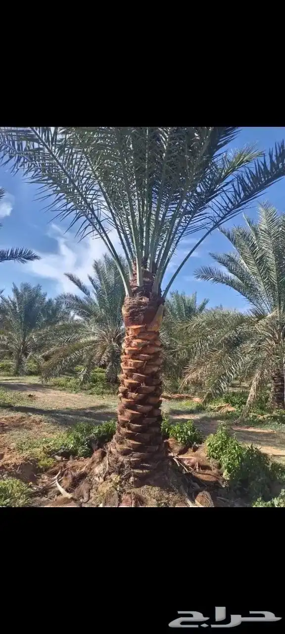 جثايث سكري وصقعي ومجدول وبرحي طيبه وعلى الشرط العدد كبير 3