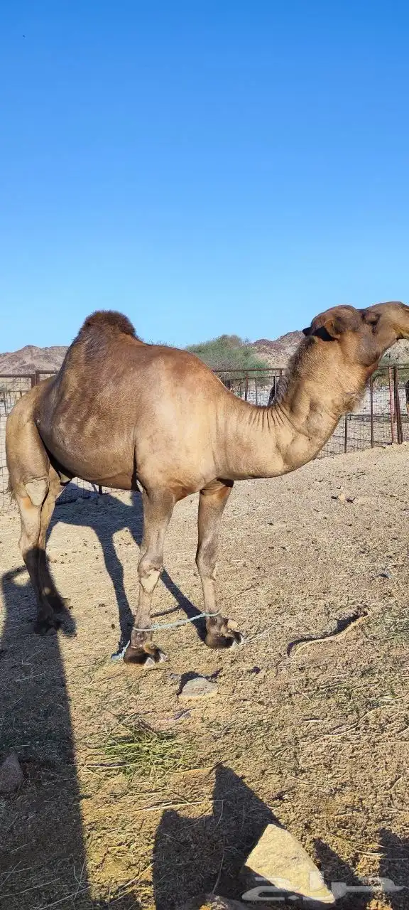 فحل احمر ساحلي 6