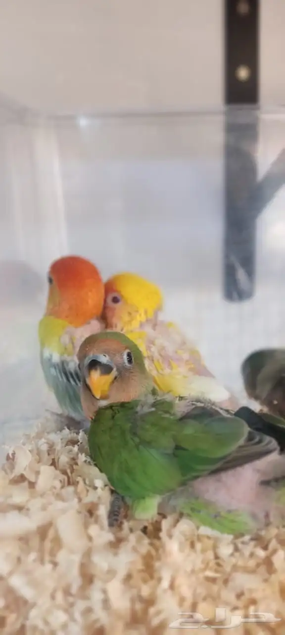 للبيع فروخ كروان وروز 5