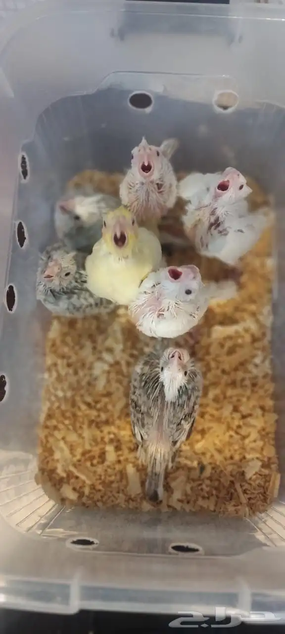 للبيع فروخ كروان وروز 1