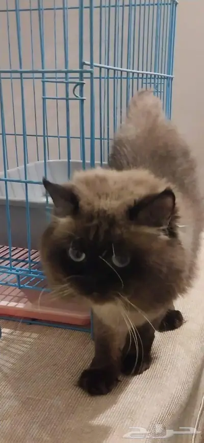 قط   بسه للتبني index