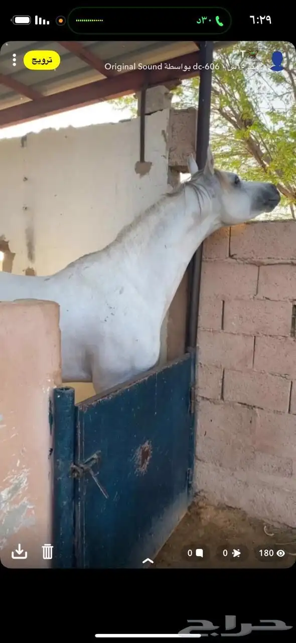 حصان واهو جمال فاخر 3