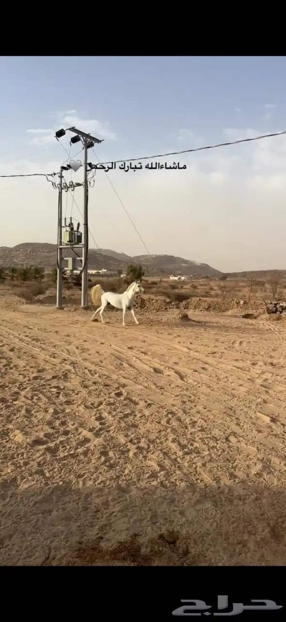 خيل شعبي لون الاصفر 2