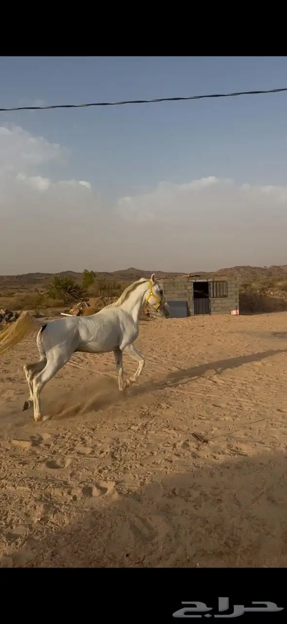 خيل شعبي لون الاصفر 1