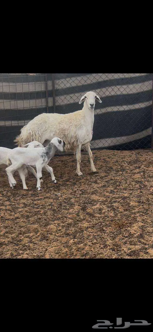 حريه خلفه متوم للبيع 3