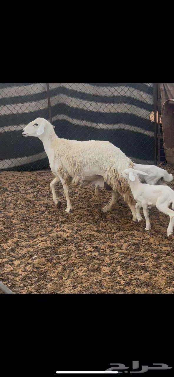 حريه خلفه متوم للبيع 6