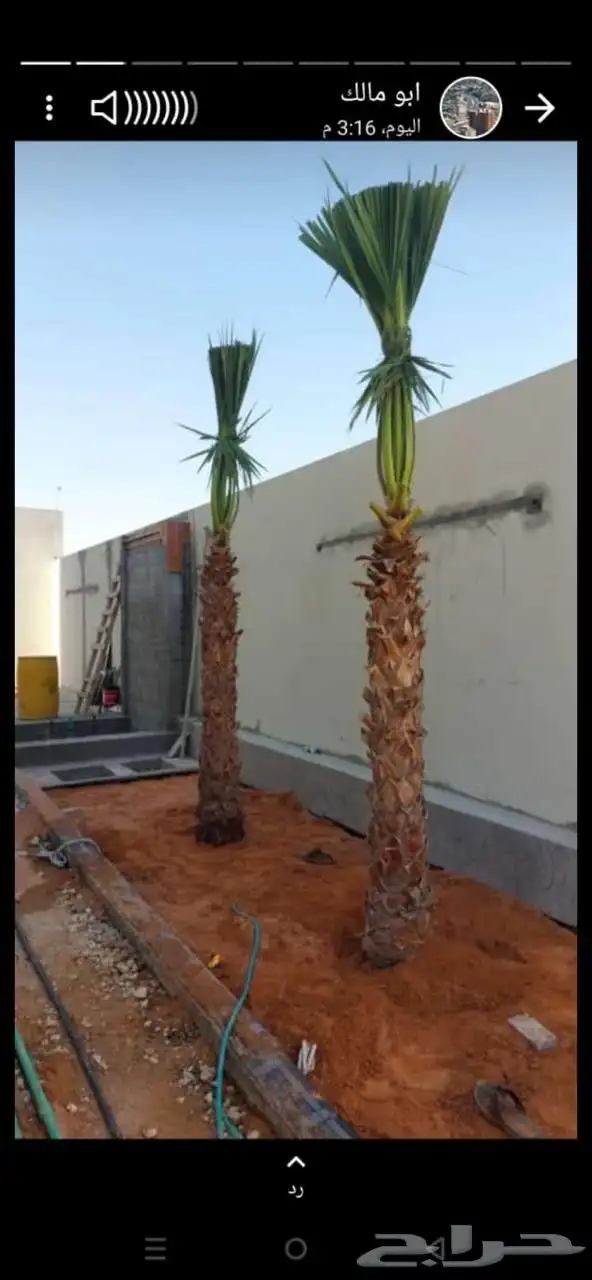 زراعة نخيل عربي واشنطني واعمال الشبوك وتوريدها 5