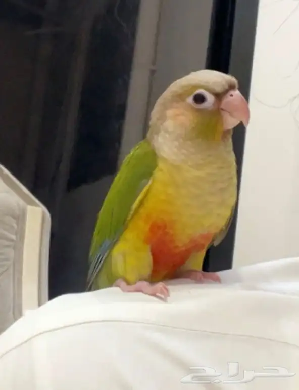 كنيور مفقود حي طويق 0