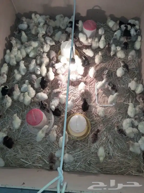 يوجد البط بكيني يوجد رومي صغير يوجد دجاج فرنسي 1