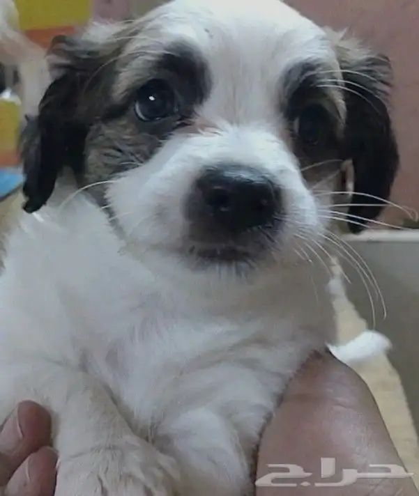 فرصة جراوي يا بلاش بسعر 100 1