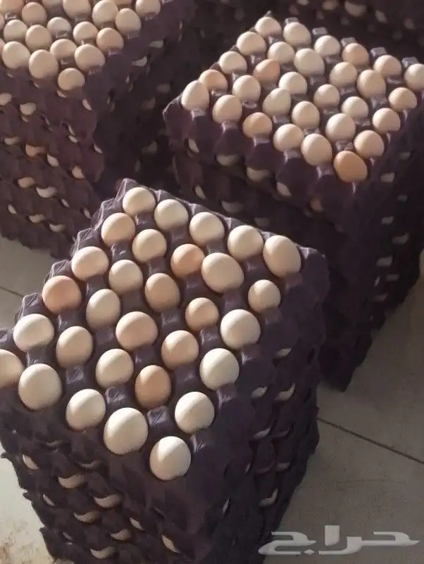 الموقع الجله بيض بلدي مخصب 1