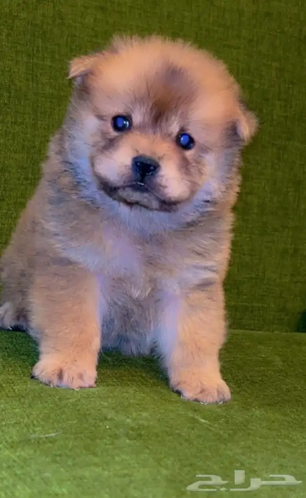 للبيع كلابه تشاو تشاو بيور بيور الأصل والحجم ماشاءالله 0