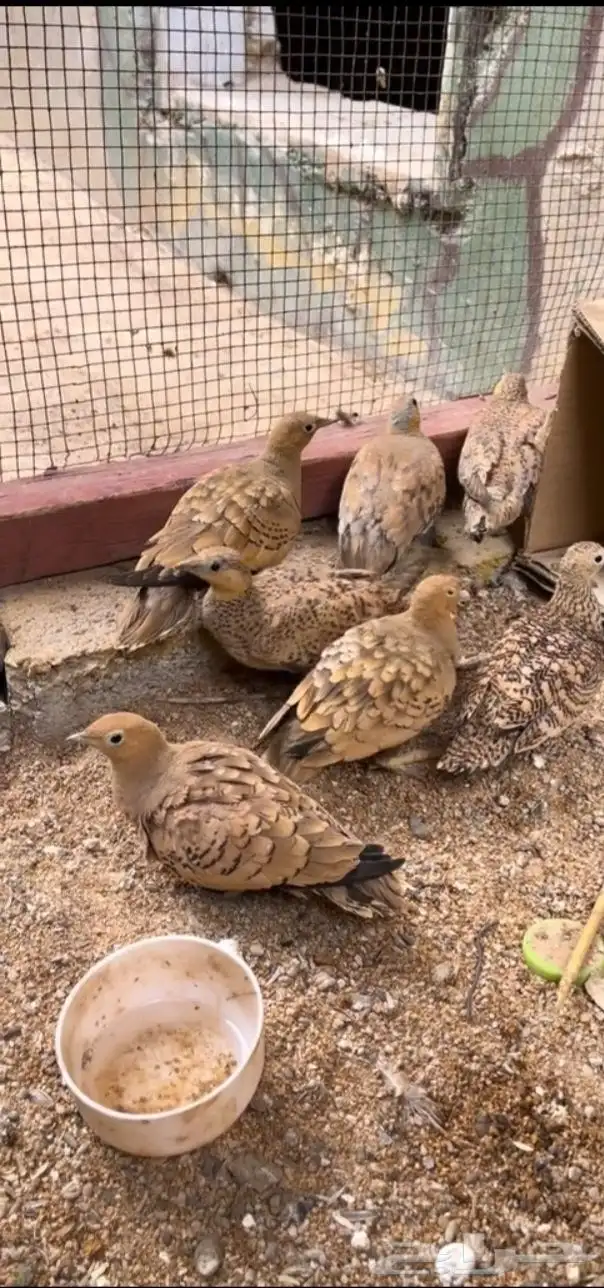 قطا لبيع كم ما ودكم موجود 0