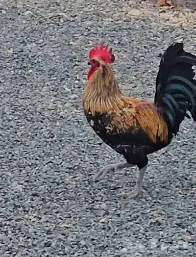 ثلاثة ديوك للبيع 0