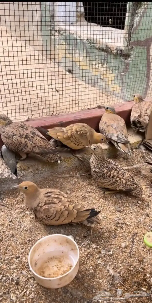 قطا لبيع كم ما ودكم موجود 1