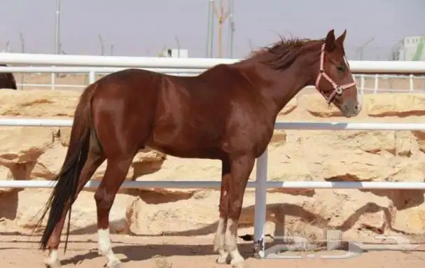 اسطبل خيل غرف بواديك للأجار 3