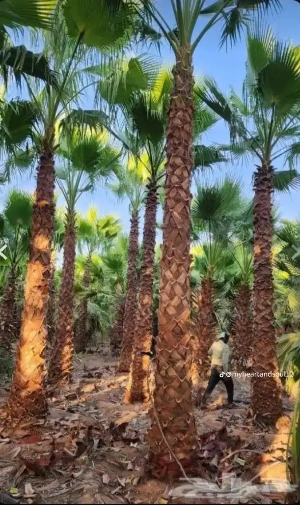 نخل واشنطني من اجود انواع النخل جده 3