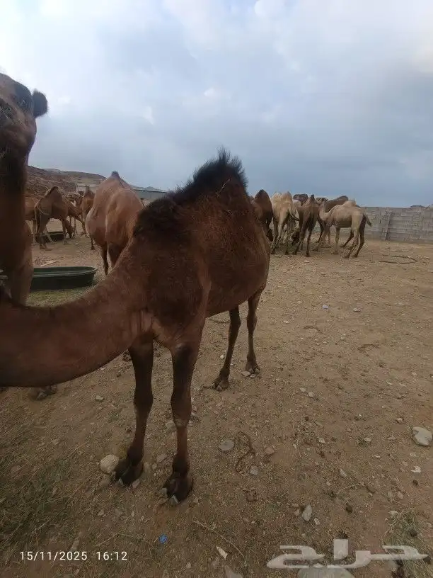 حاشي لباني العمر6شهور 2