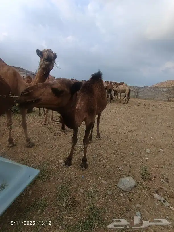 حاشي لباني العمر6شهور 4