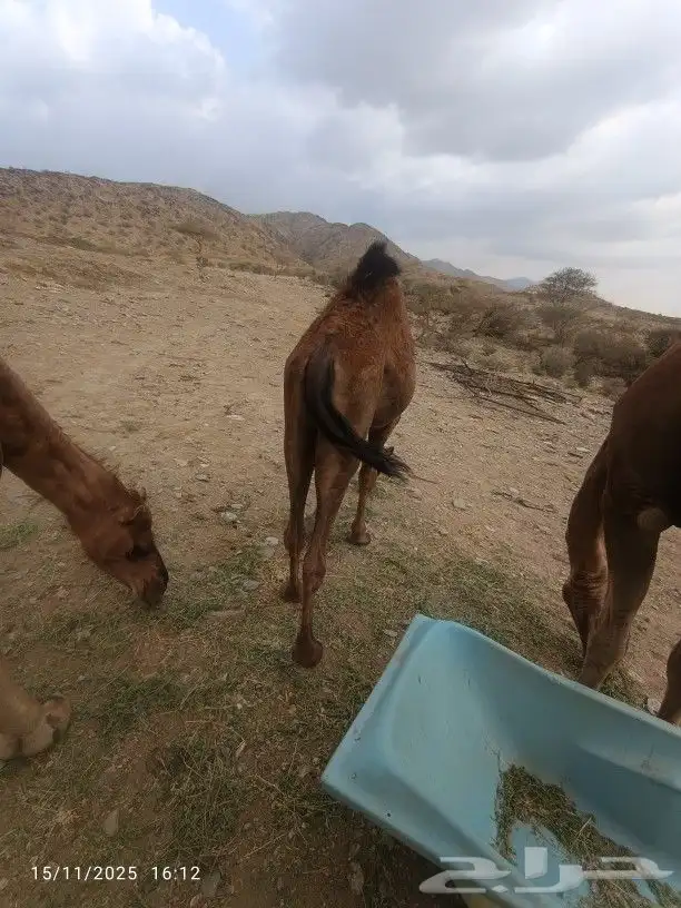 حاشي لباني العمر6شهور 1