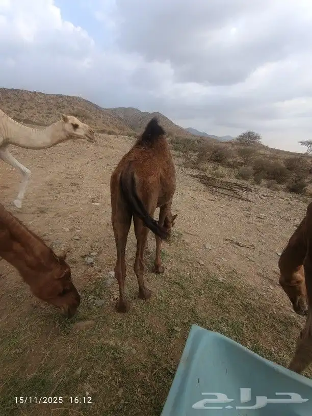 حاشي لباني العمر6شهور 0