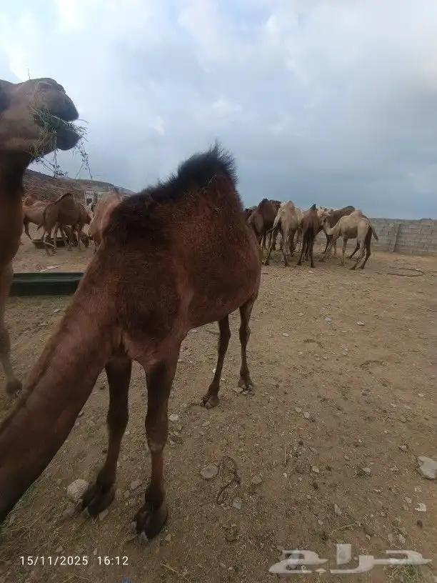 حاشي لباني العمر6شهور 3