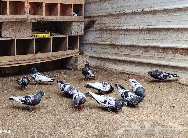 حمام هندي كالوشام طيور مميزة 4